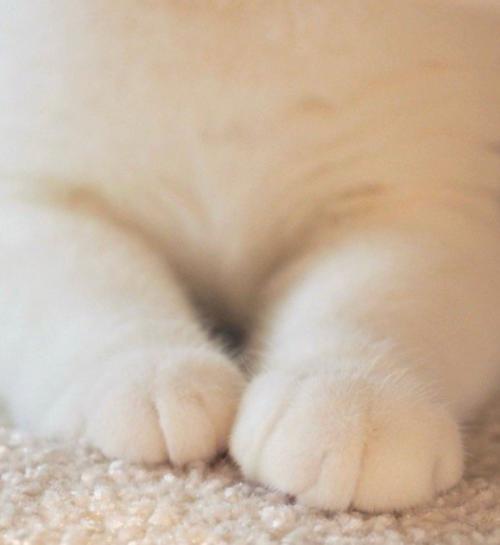 香箱座りをしている猫の前足