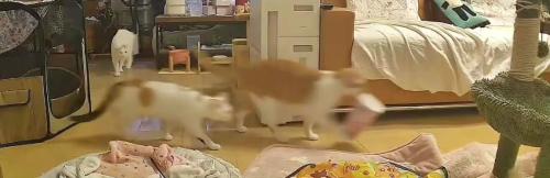 キッチンから出てくる猫たち