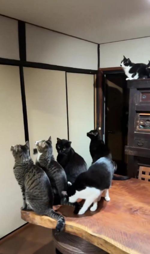 蛾を見る猫たち