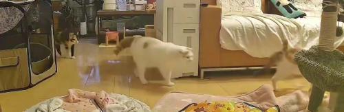 キッチンから出てくる猫たち