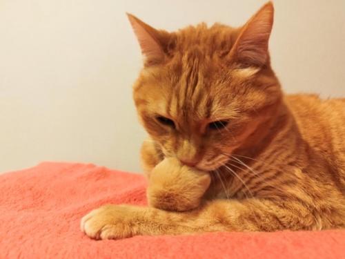 グルーミングする猫