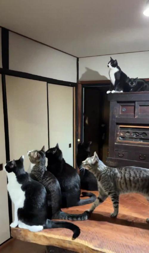 蛾を見る猫たち