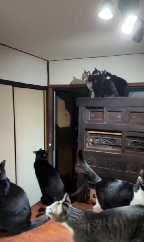 蛾を見る猫たち