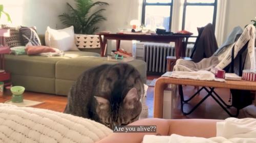 飼い主さんの腕をクンクンするノブくん