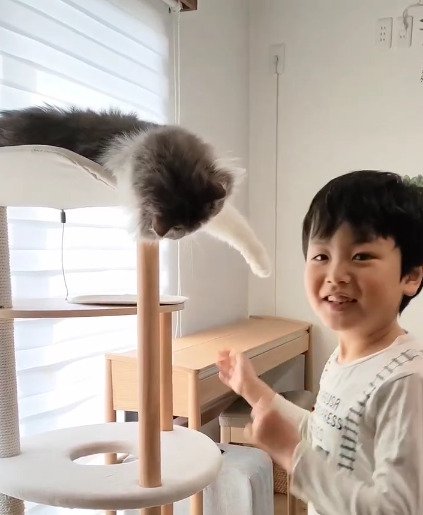手を伸ばす猫