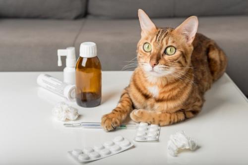 テーブル上のさまざまな薬のそばで伏せる猫