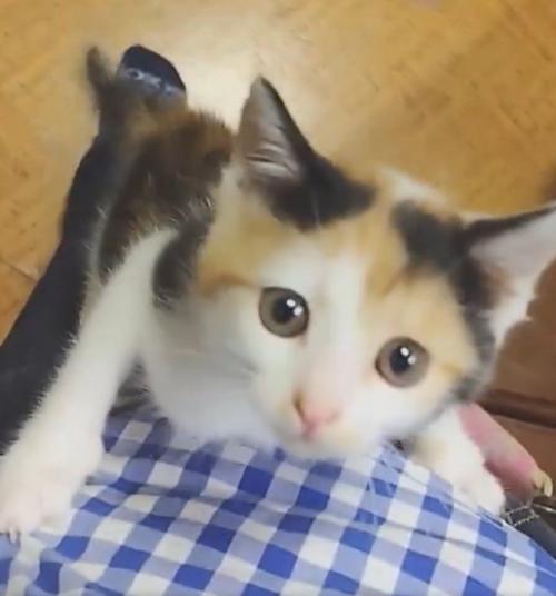 人の足にしがみつき見上げる子猫