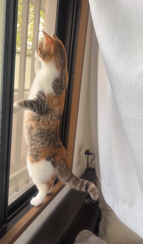 立って外を見る猫