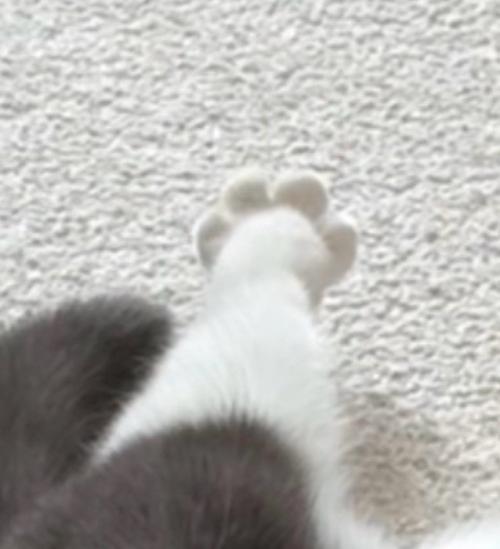白黒猫の足