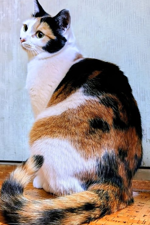 振り返る成猫