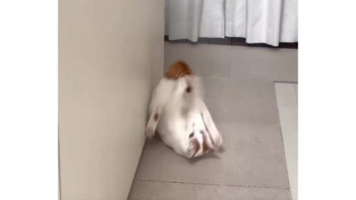 転がる猫