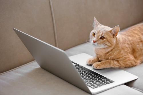 パソコンの画面を見つめる猫