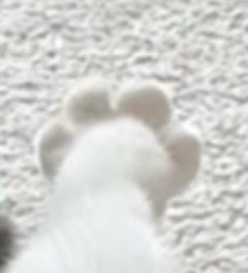 いっぱいに開かれた猫の足