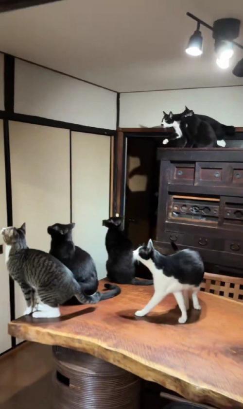 蛾を見る猫たち