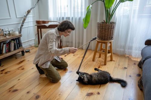おもちゃで猫と遊ぶ人