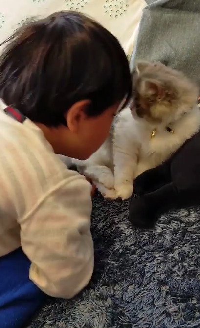 見つめ合う猫と男の子
