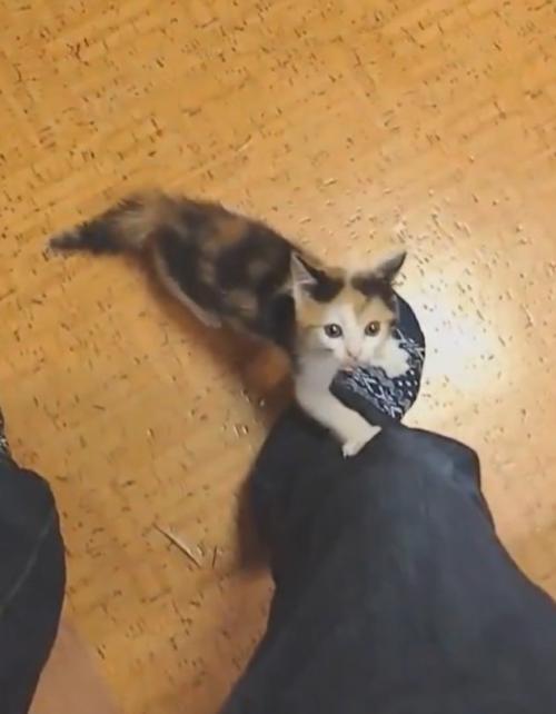 人の足元で見上げる子猫