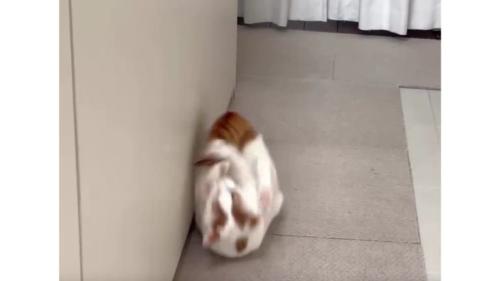 転がる猫