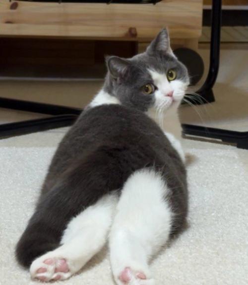 うつ伏せになっている猫の後ろ足の肉球