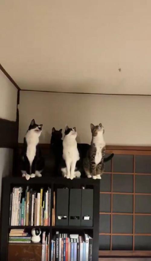 蛾を見る猫たち