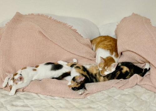 寝ている4匹の猫