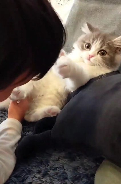 男の子を見る猫