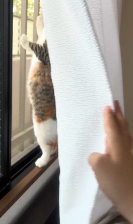 窓に手を置く猫
