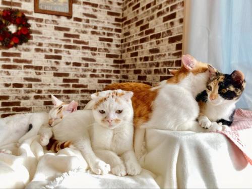 4匹の猫