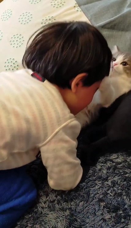 猫を吸う男の子