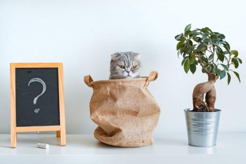 袋から顔を出している猫