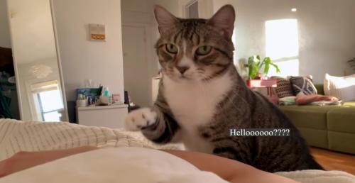 飼い主さんに手を伸ばすノブくん