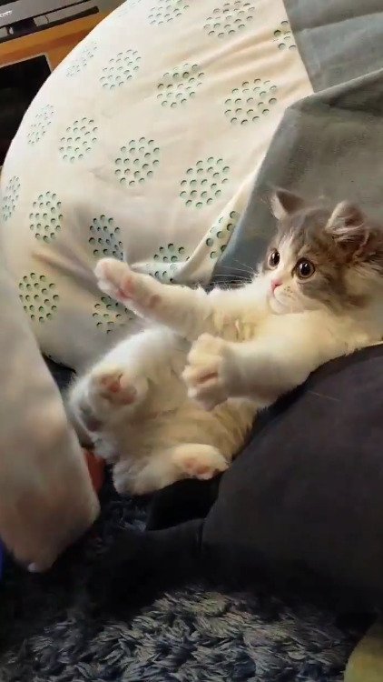手を伸ばす猫