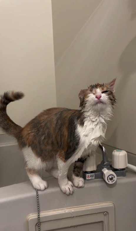 水に濡れる猫