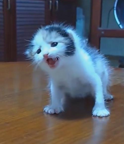 生まれて間もない子猫