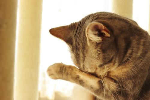 痒がる猫