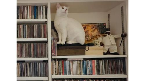 室内にいる猫
