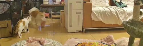 キッチンから出てくる猫たち