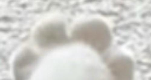 はなびらのように並んだ猫の指