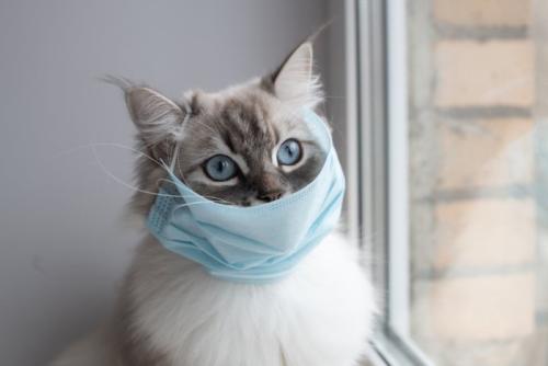 マスクをする猫