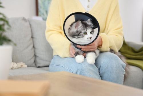 エリザベスカラーをした猫