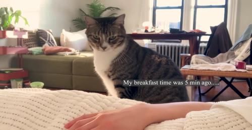 少し恨めしそうに飼い主さんを見つめるノブくん