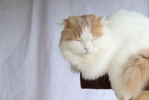 目を瞑る猫