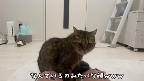 「なんでいるの...」のテロップ写真