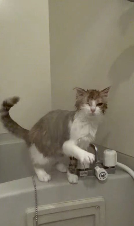 シャワーを浴びる猫