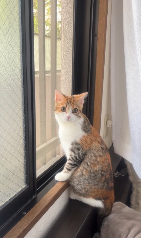 振り返る猫