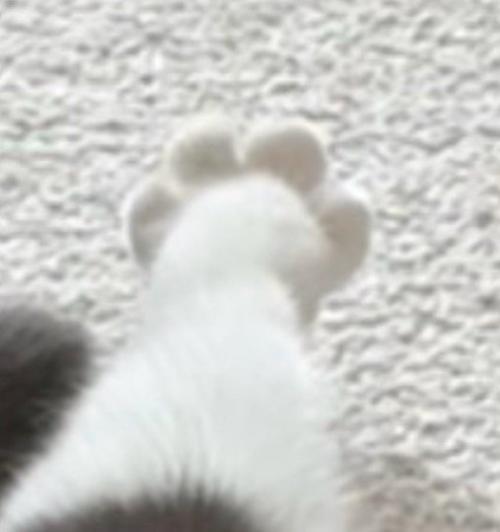 丸いフォルムをした猫の足