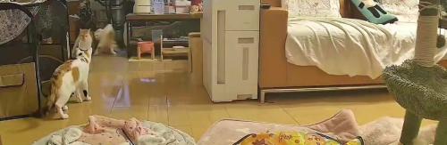 キッチンから出てくる猫たち