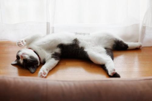 リラックスする猫