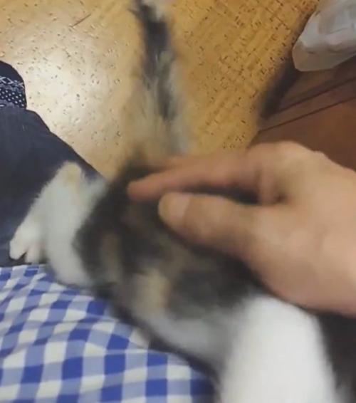 人に撫でてもらう子猫