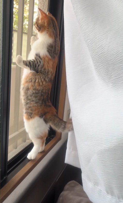 立つ猫